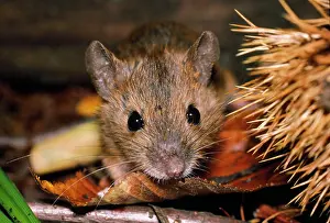 Apodemus: SMALL JAPANESE FIELD MOUSE