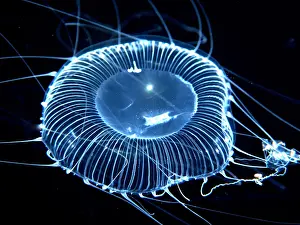 Jellyfish: Small jellyfish at night in front of Jupiter, Florida