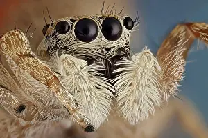 A small jumping spider, these spiders make great
