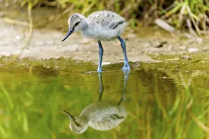 Pools: Small juvenile bird next to a pool of water with reflection