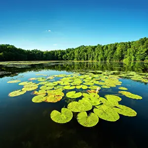 Lilies: Small lake with water lilies, Schlaubetal nature