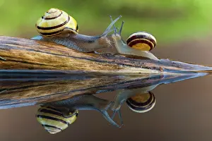 Grove: Small and large Grove snail ( Cepaea nemoralis)