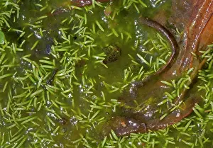 Appalachians: The very small larva of a Seepage Dancer