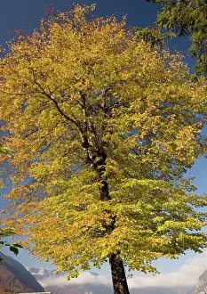 Cordata: Small-leafed lime tree, with autumn colour