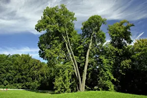 Cordata: Small-Leafed Lime - tree standing in park