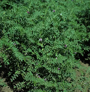 Arietinum: Small-leaved chickpea crop