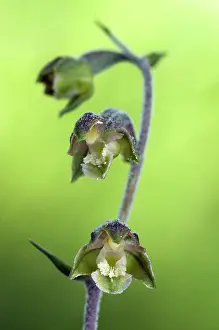 Epipactis: Small-leaved Helleborine