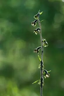 Epipactis: Small-leaved Helleborine