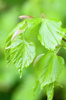 Cordata: Small-leaved Lime - close up of fresh new leaves