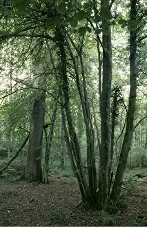 Coppice: SMALL LEAVED LIME COPPICE
