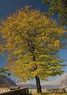 Cordata: Small-leaved lime tree, with autumn colour