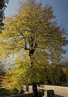 Cordata: Small-leaved lime tree, with autumn colour