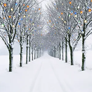 Avenues: Small-leaved Lime Trees - with Chistmas lights