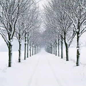 Avenues: Small-leaved Lime Trees - in snow, winter