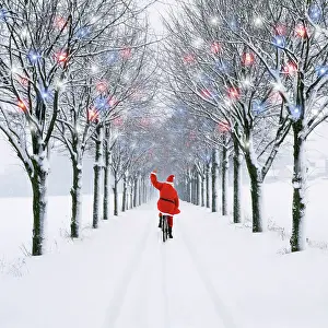 Avenues: Small-leaved Lime Trees - in snow, winter with