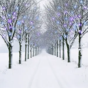 Avenues: Small-leaved Lime Trees - in winter snow, with