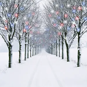 Avenues: Small-leaved Lime Trees - in winter snow - with