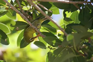 Zosterops: Small Lifou White-eye