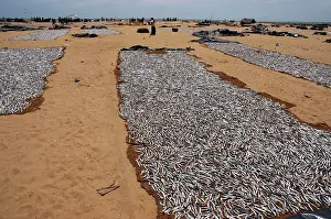 Sardine: small marine fish ('sardines') laid out to dry in the sun