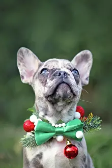 Noble: Small merle colored French Bulldog dog puppy wearing