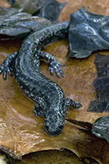 Mouthed: Small-Mouth Salamander