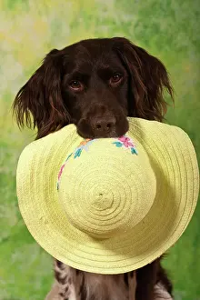 Holds: Small Muensterlaender, hunting dog holding a summer