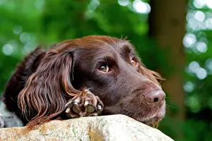 Doze: Small Munsterlander, dozing