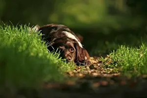 Doze: Small Munsterlander dozing on a forest path Kleiner
