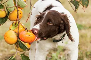Swallowing: Small Munsterlander eating a persimmon tree - France