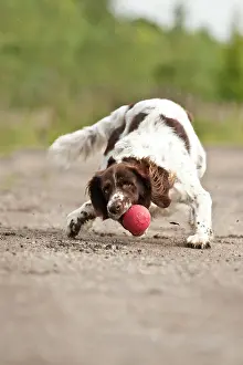 Fetching: Small Munsterlander fetching a ball