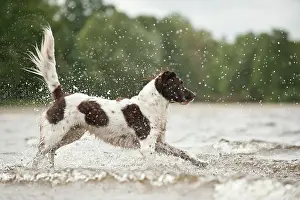 Munsterlander: Small Munsterlander jumping into water