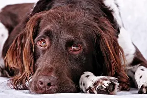 Munsterlander: Small Munsterlander lying down, portrait