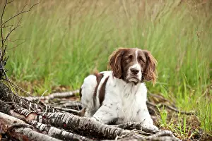 Munsterlander: Small Munsterlander lying in the forest