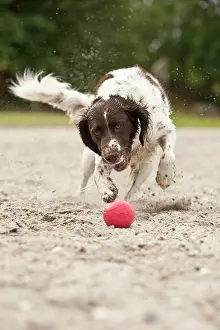Munsterlander: Small Munsterlander playing with a ball