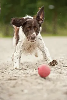 Munsterlander: Small Munsterlander playing with a ball