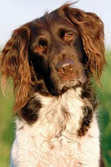 Munsterlander: Small Munsterlander, portrait