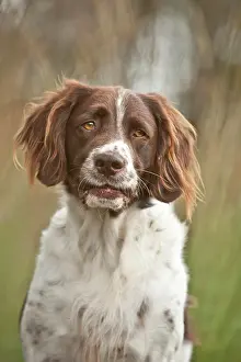 Munsterlander: Small Munsterlander, portrait