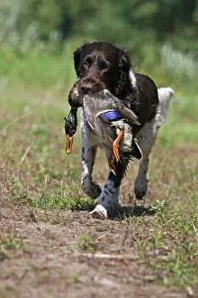 Retrieving: Small Munsterlander retrieving a duck Kleiner Muensterlaende