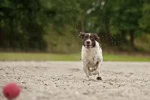 Munsterlander: Small Munsterlander running after a ball