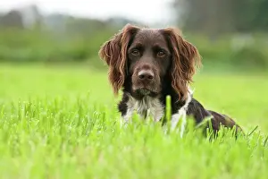 Munsterlander: Small Munsterlander sitting on a meadow