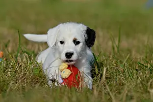 Parson: Small Parson Jack Russell terrier with toys