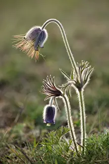 Pasques: Small Pasque flower - evening light
