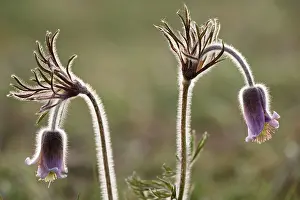 Pasques: Small Pasque flower - evening light