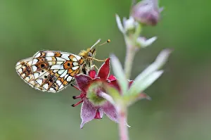 Potentilla: Small Pearl-bordered Fritillary