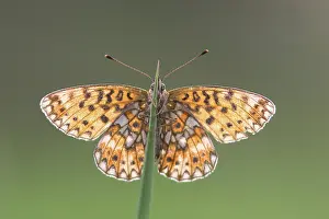 Boloria: Small Pearl-bordered Fritillary