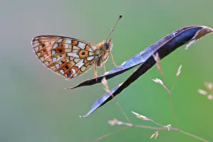 Boloria: Small Pearl-bordered Fritillary