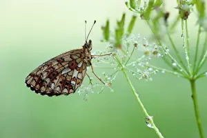 Boloria: Small Pearl-bordered Fritillary