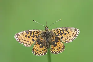 Boloria: Small Pearl-bordered Fritillary