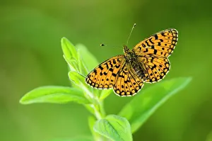 Franche: Small Pearl-bordered Fritillary (Boloria selene)