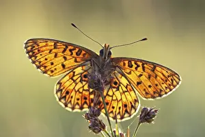 Butter: Small Pearl-bordered Fritillary (Boloria selene